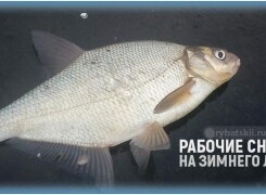 Подлёдная рыбалка зимой на леща с рабочими снастями