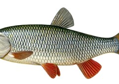 Рыба голавль