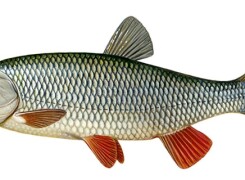Рыба голавль