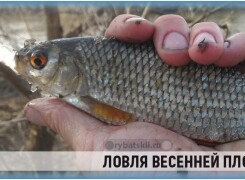 Как ловить плотву весной и когда начинается жор