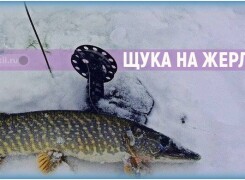 Ловля зимой щуки на жерлицу и как правильно расставить снасть