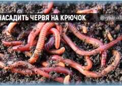 Как насадить червя на крючок на карася, леща и другой рыбы