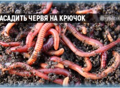 Как насадить червя на крючок на карася, леща и другой рыбы