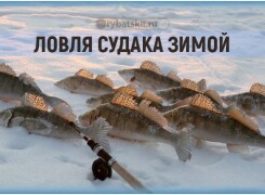 Зимняя рыбалка на судака со льда в разные месяцы