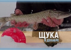 На что ловить щуку в декабре и насколько активна хищница