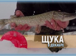 На что ловить щуку в декабре и насколько активна хищница