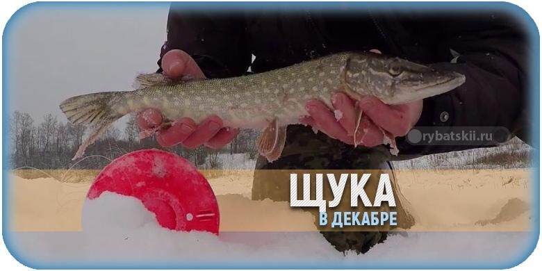 На что ловить щуку в декабре и насколько активна хищница