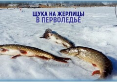 Ловля щуки зимой на жерлицы по первому льду и нюансы рыбалки