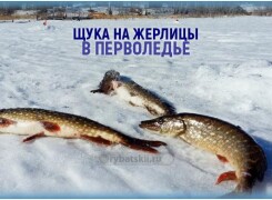 Ловля щуки зимой на жерлицы по первому льду и нюансы рыбалки