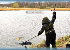 Ловля сазана на фидер: советы бывалых рыбаков