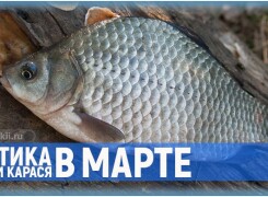 Тактика рыбалки на карася в марте