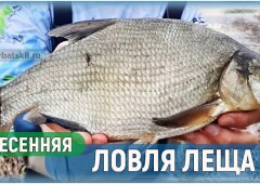 Как ловить леща весной и какие снасти лучше применять