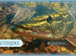 Что ест щука в водоёме и какую рыбу предпочитает хищница