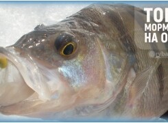 Самые уловистые мормышки на окуня зимой и как их выбрать
