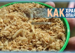 Как сохранить опарышей для рыбалки живыми