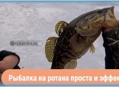Ловля ротана зимой по первому льду и в другие периоды